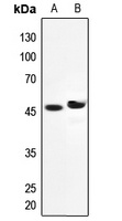 LRG Rabbit Polyclonal Antibody