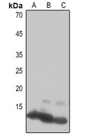 Histone H4 Rabbit Polyclonal Antibody