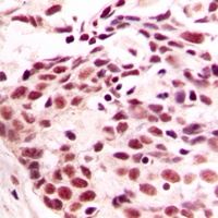 Histone H4 Rabbit Polyclonal Antibody