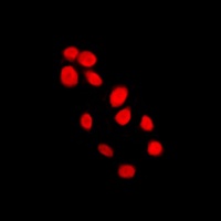 Histone H4 Rabbit Polyclonal Antibody