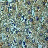 IQGAP3 Antibody