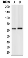 GPK7 Antibody