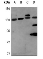 NCOA7 Antibody