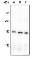 MYO3B Antibody