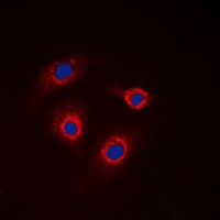 GCNT7 antibody