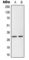 NEURL2 Antibody