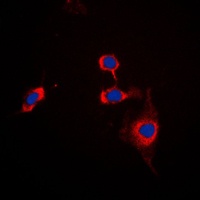 SIRPA antibody