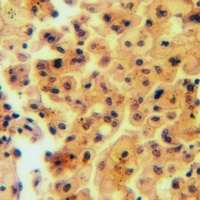 Anti-Calpain 12 Antibody