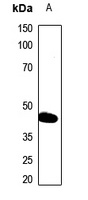 PAI3 Rabbit Polyclonal Antibody
