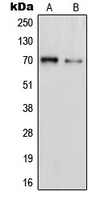PAOX Antibody