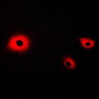 Anti-CADM4 Antibody