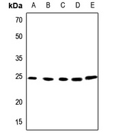 APOBEC3A Antibody