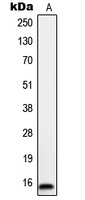 ORAOV1 Antibody