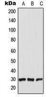 CT47 Antibody