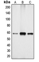 Cytochrome P450 4X1 Rabbit Polyclonal Antibody