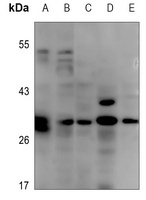 EOS Antibody