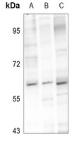 PIGW Antibody