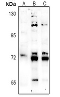 NHE9 Rabbit Polyclonal Antibody