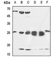 SFT2D2 Antibody