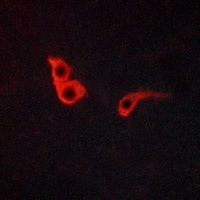 Anti-GPR153 Antibody
