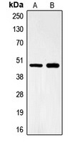 FOXB2 Rabbit Polyclonal Antibody