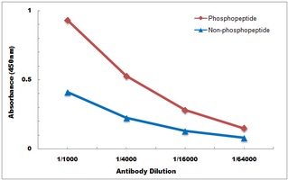 Anti-p47 phox (Phospho-S370) Antibody