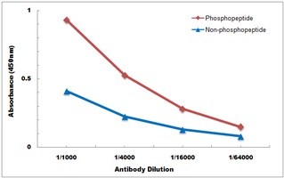 NCF1 antibody