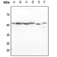 p47 phox Antibody