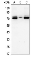 Angiopoietin-2 Antibody