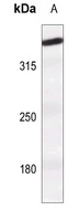 ATM (Phospho-S1981) Antibody