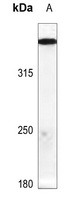 ATM (Phospho-S1987) Antibody