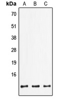 FXYD2 Antibody