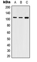 SERCA2 Antibody