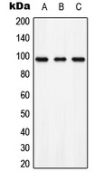 AXL (Phospho-Y703) Antibody