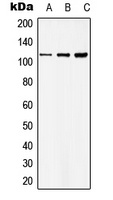 Basonuclin Rabbit Polyclonal Antibody