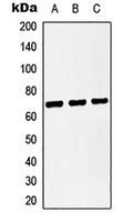 CD14 Rabbit Polyclonal Antibody