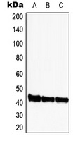 CDK9 Antibody