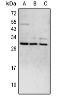 CD52 Antibody