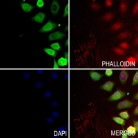 Elastin antibody