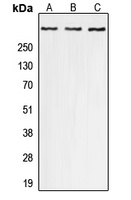 p300 (Phospho-S1834) Antibody