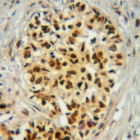 p300 (Phospho-S1834) Antibody