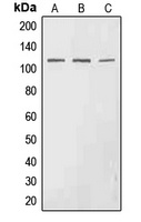 EPHA3 (Phospho-Y602) Antibody