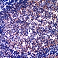 Anti-CD89 Antibody