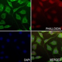 Anti-Connexin 31.1 Antibody