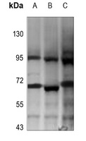 Beta-galactosidase Antibody