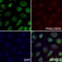 NRG1 antibody