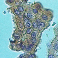 Mucin 4 antibody