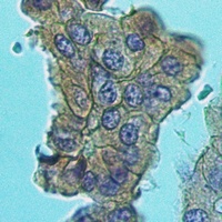 Anti-MUC4 Antibody