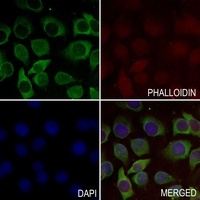 Mucin 4 antibody