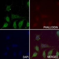 GADD45B antibody